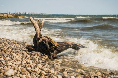 Driftwood on the Shore II