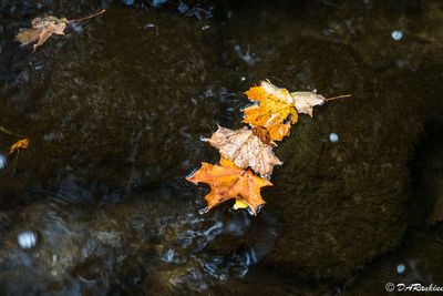 Wilket Creek