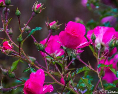 Late Roses