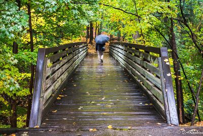 The Bridge to Wilket Creek Trail