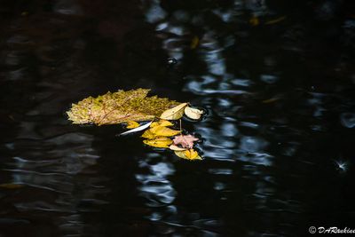 Leave on the Creek