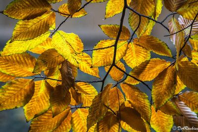 Beech Leaves II