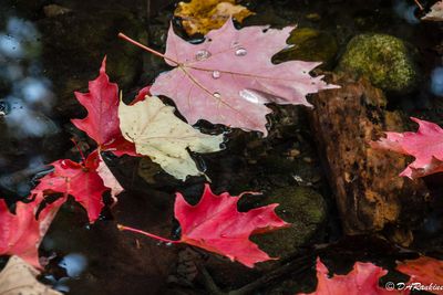 Red Maple Leaves