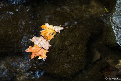 g13/01/709301/3/174111626.60a660a2.JPEG