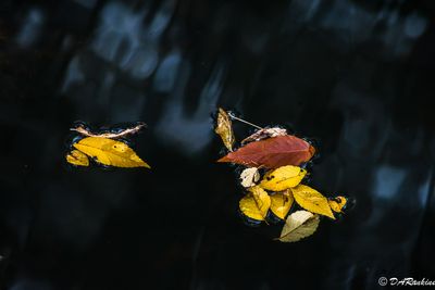 Leaves on Deerlick Creek