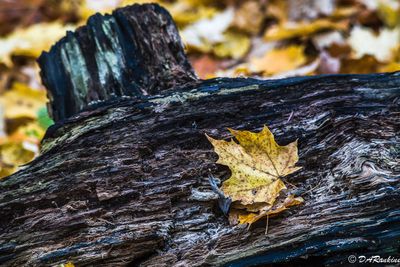 Fall Leaves