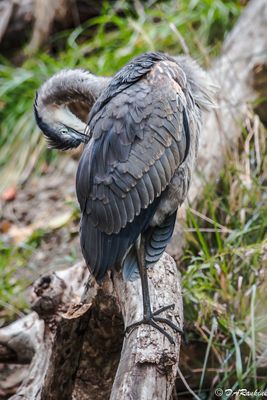 Blue Heron