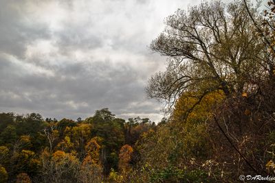 The Fading Colours of Autumn III