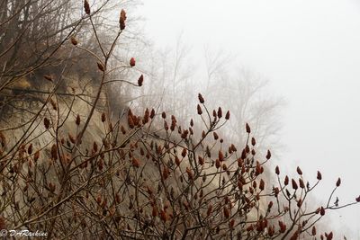 Sumacs and Trees in the Mist