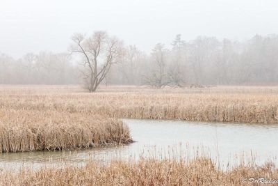 Mist on the Marsh