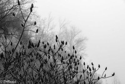 Sumacs and the Mist
