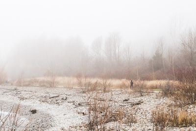 Shrouded in Autumn's Mist