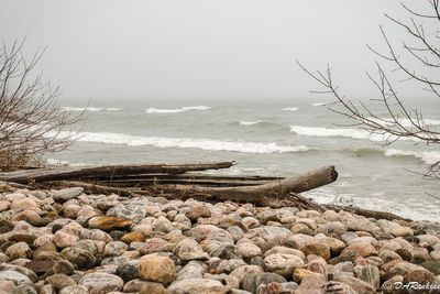 Driftwood and Mist