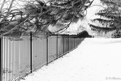 The Black Fence