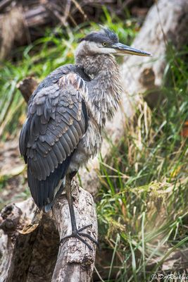 The Heron of Wilket Creek