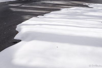The Shadows of Trees