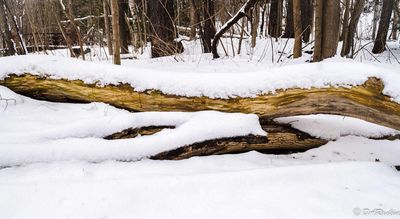 Fallen Trees