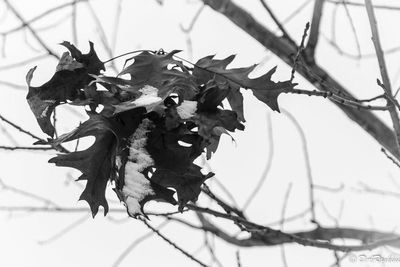 Snow on Oak Leaves