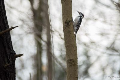 Hairy Woodpecker