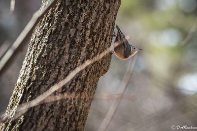 Nuthatch