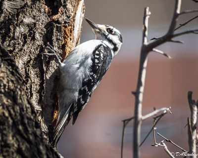 Hairy Woodpecker