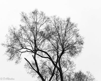 Tree in Winter