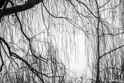 The Willow in Spring