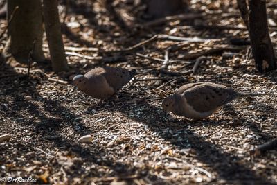 Doves in the Shade