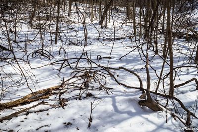 Tangled Undergrowth