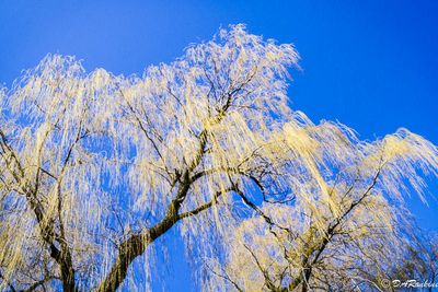 Willow in the Wind