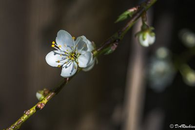 Spring Galleries