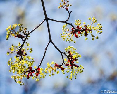 Maple Tree Blossom