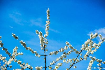 Cherry Blossoms