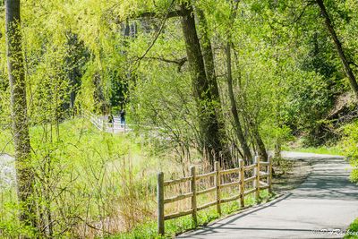 Walking Through the Park 
