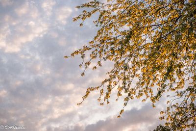 Maple Tree at Sunrise