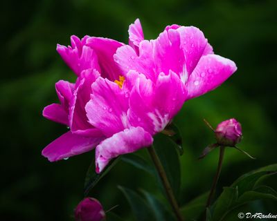 PEONIES