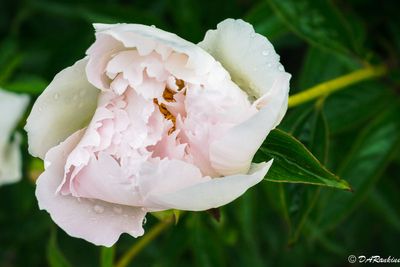 PEONIES