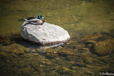 Mallard on Highland Creek