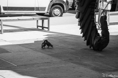 ...even birds do it...
