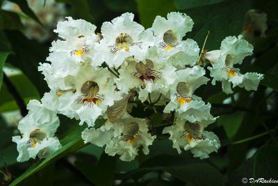 Catalpa Flower