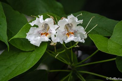 Catalpa Flower