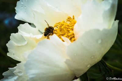 Bee and Peony