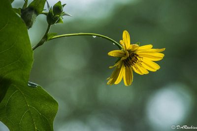 Sunflower with Raindrops 