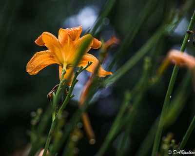 g13/01/709301/3/174738767.d4be771d.JPEG
