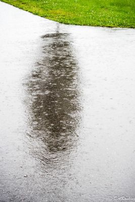 Tree in Rain