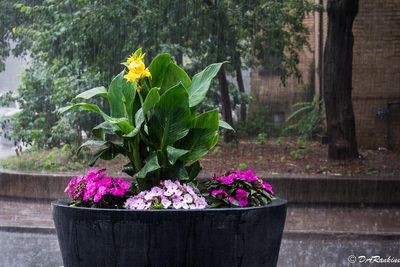 Flowers in the Rain