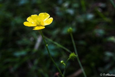 Buttercup