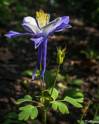 Blue and White Columbine