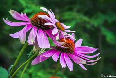 Purple Cones