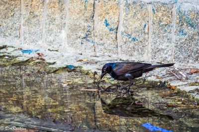 Common Grackle